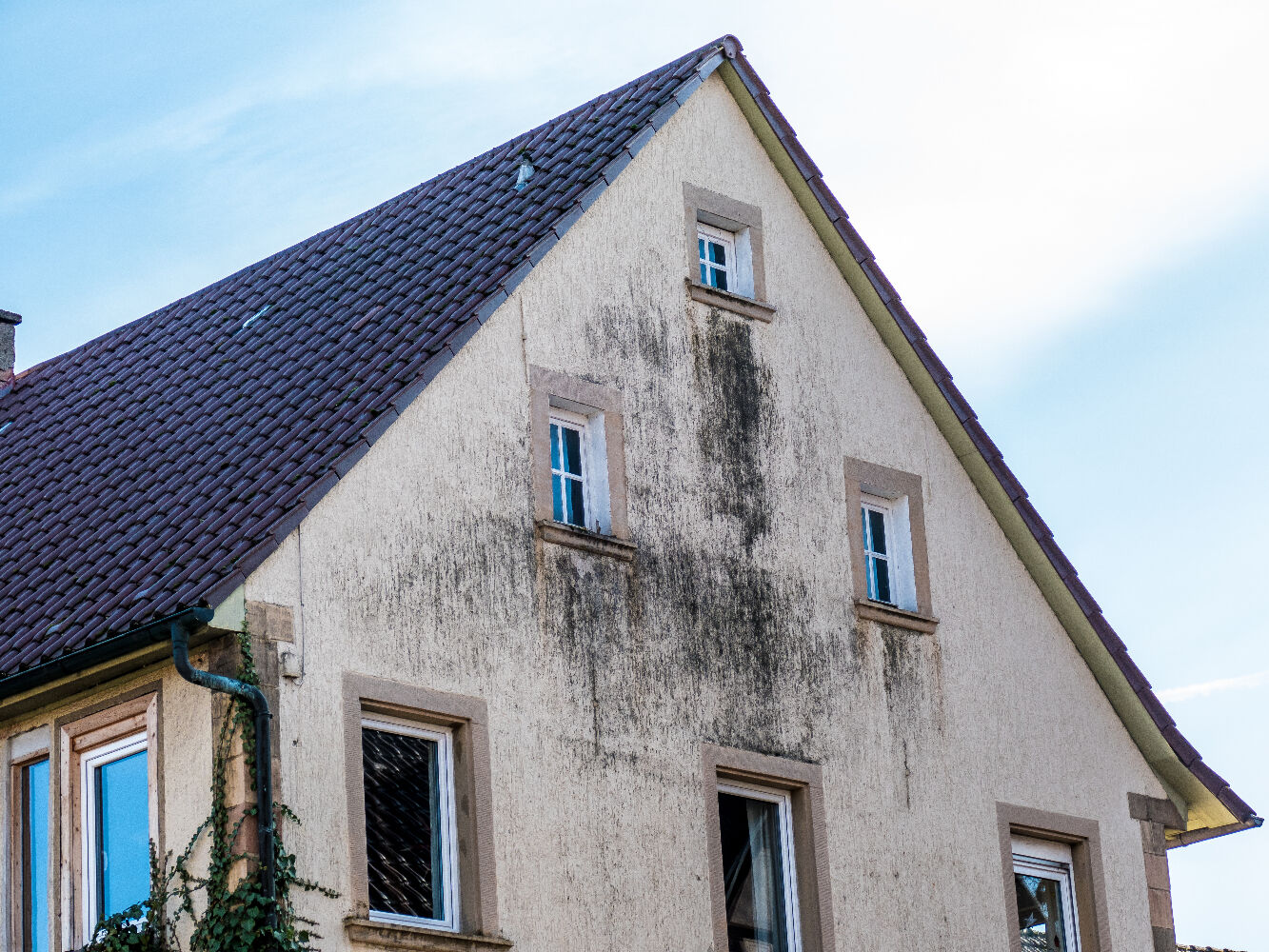 Façade remplie de dégradation (champignons, mousse, trace d'humidité)