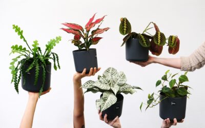 Les plantes d’intérieur idéales pour une décoration biophilique réussie